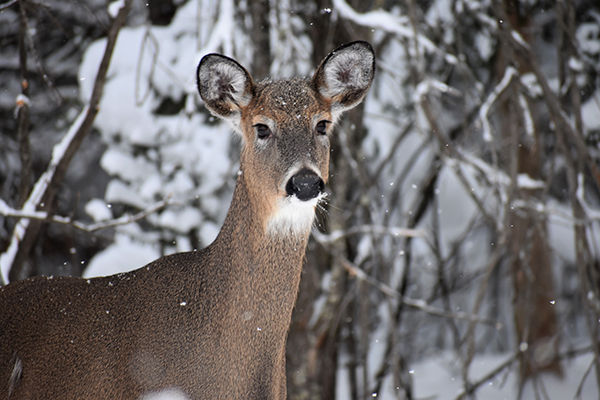 On Wisconsin Outdoors