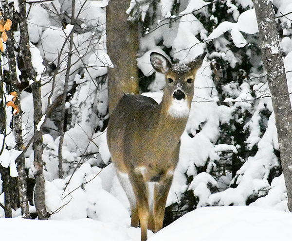 On Wisconsin Outdoors