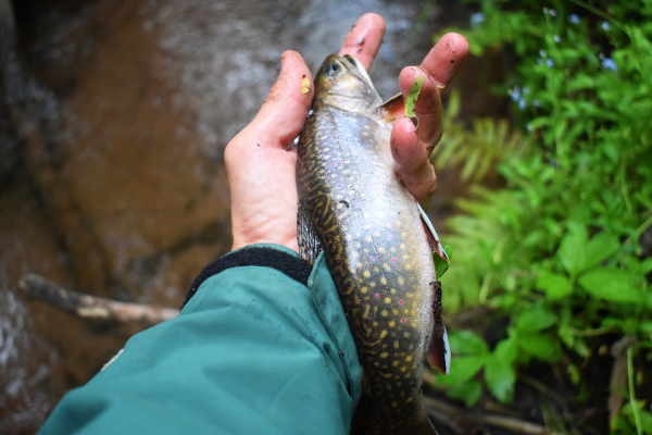 On Wisconsin Outdoors