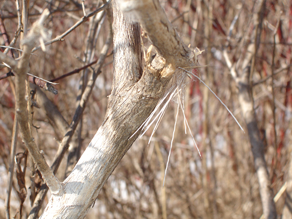 On Wisconsin Outdoors