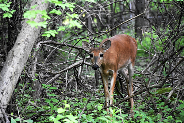 On Wisconsin Outdoors