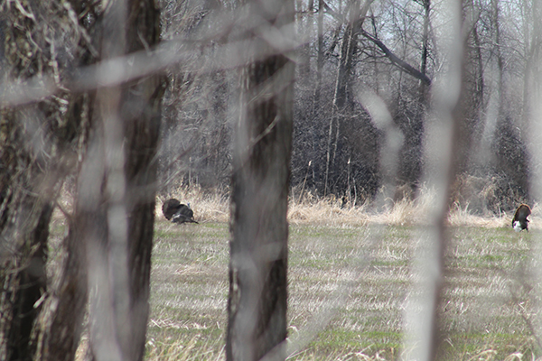 On Wisconsin Outdoors