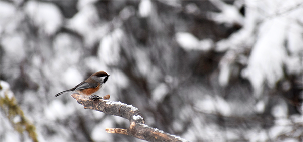 On Wisconsin Outdoors