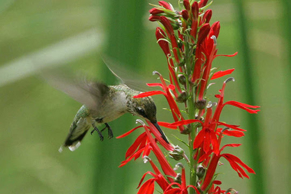 On Wisconsin Outdoors