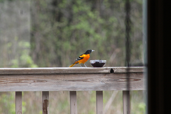 On Wisconsin Outdoors