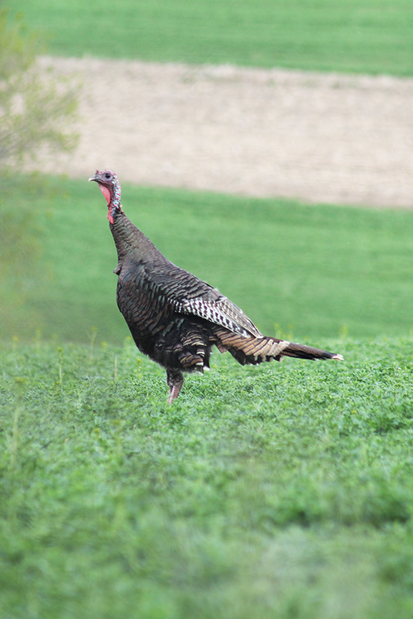 On Wisconsin Outdoors