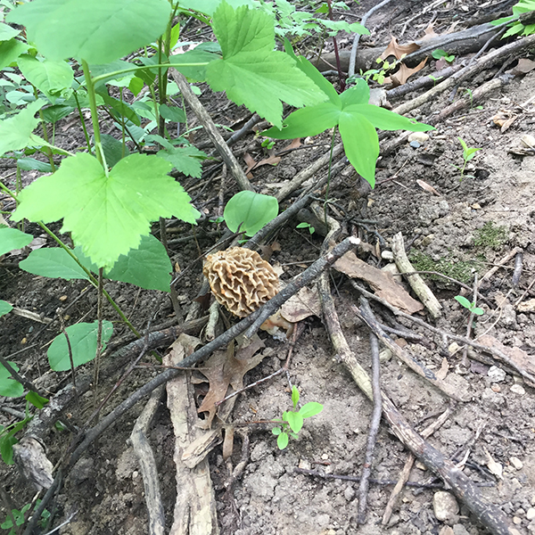 On Wisconsin Outdoors