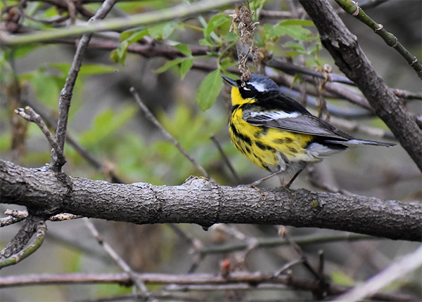 On Wisconsin Outdoors