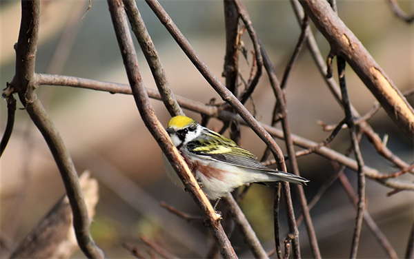 On Wisconsin Outdoors