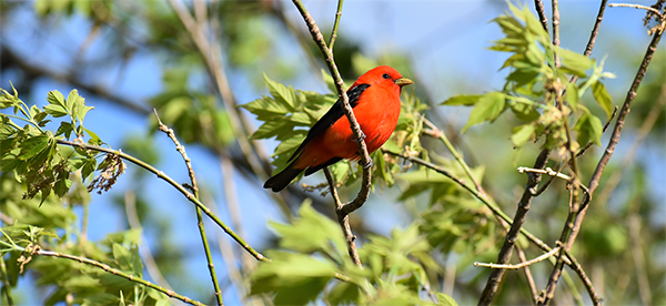 On Wisconsin Outdoors