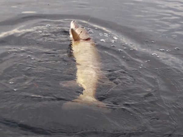 Musky Catch Wisconsin