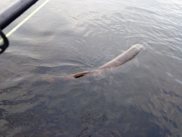 Wisconsin Outdoors Musky