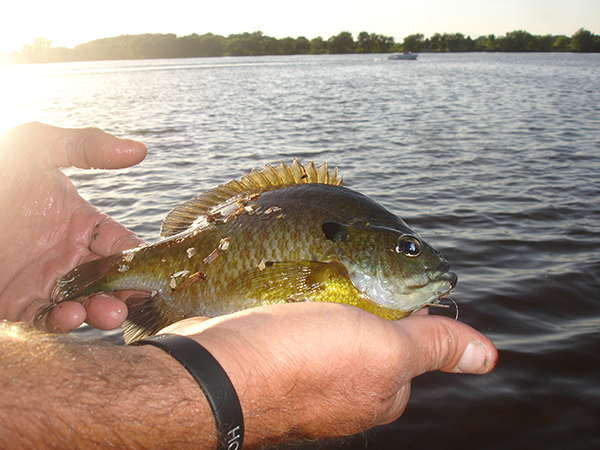 On Wisconsin Outdoors