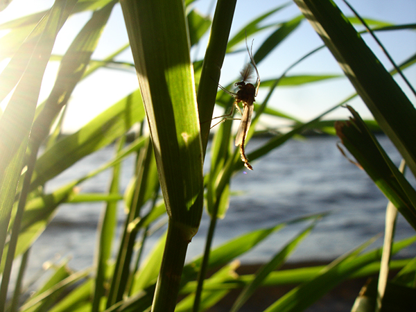 On Wisconsin Outdoors