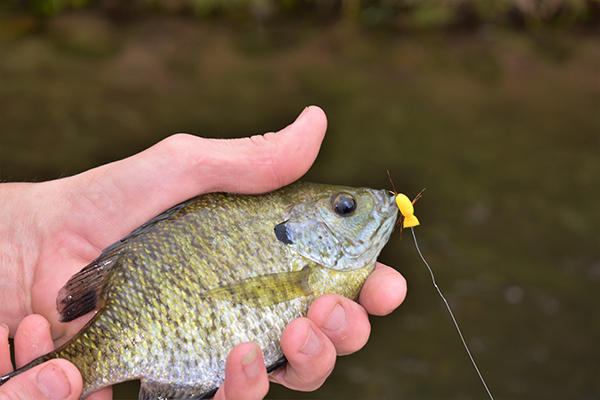 On Wisconsin Outdoors