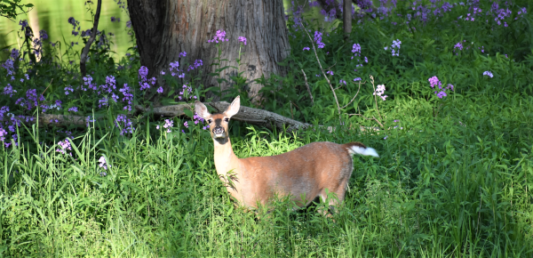 On Wisconsin Outdoors