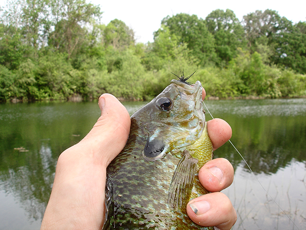 On Wisconsin Outdoors