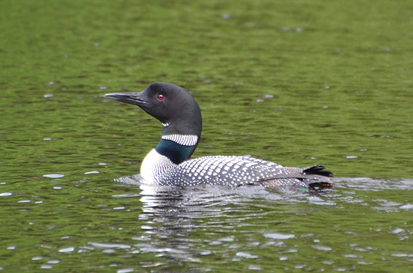 On Wisconsin Outdoors