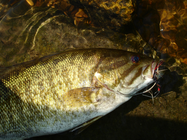 On Wisconsin Outdoors