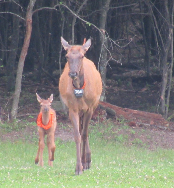 On Wisconsin Outdoors