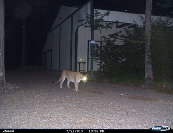 On Wisconsin Outdoors Cougar