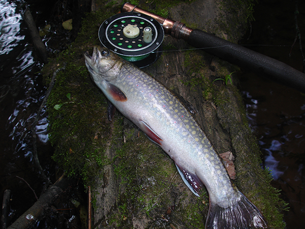 Brush-stream brook trout.