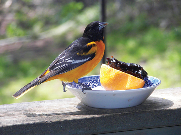 On Wisconsin Outdoors