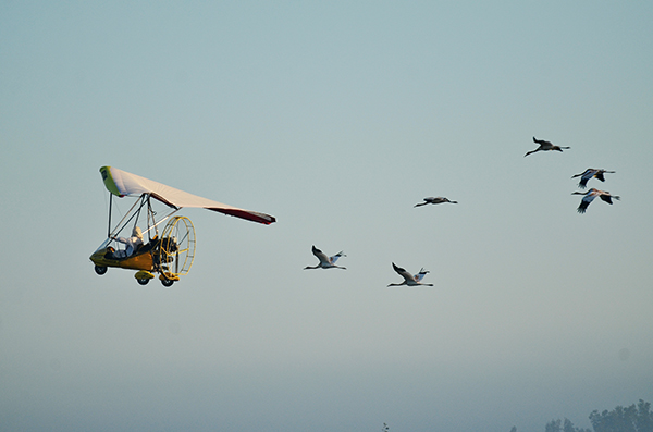 whooping crane