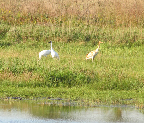 whooping crane