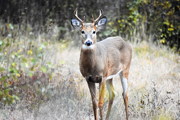 On Wisconsin Outdoors