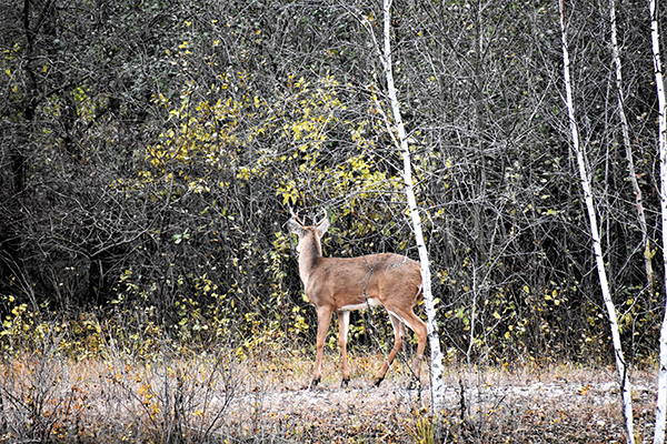 On Wisconsin Outdoors