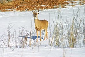 On Wisconsin Outdoors