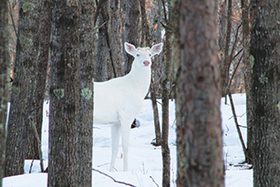 On Wisconsin Outdoors