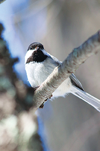 On Wisconsin Outdoors