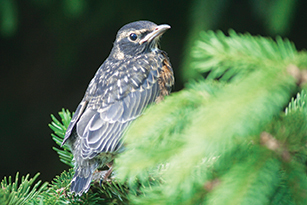 On Wisconsin Outdoors