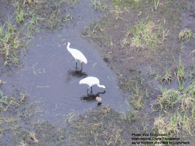 Wisconsin Whooping Cranes