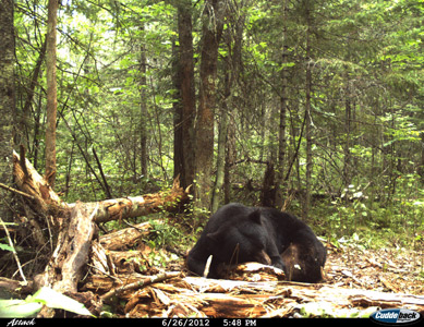 bear hunting wisconsin