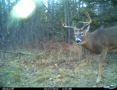 deer hunting wisconsin