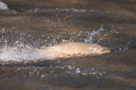 Ashland Steelhead