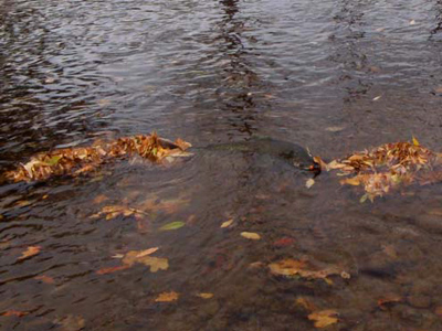 king salmon spawning activity on the Sheboygan River