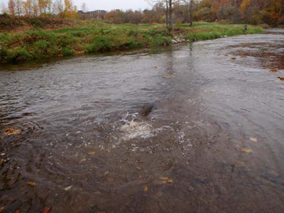 king salmon spawning activity on the Sheboygan River