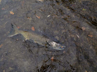 king salmon spawning activity on the Sheboygan River