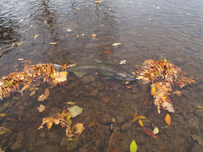 king salmon spawning activity on the Sheboygan River