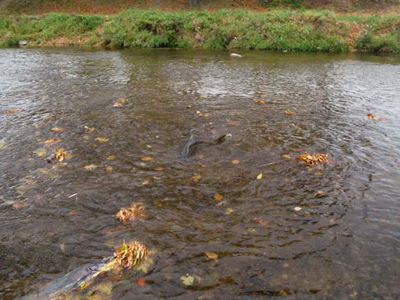 king salmon spawning activity on the Sheboygan River