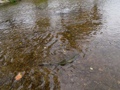 king salmon spawning activity on the Sheboygan River