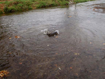 king salmon spawning activity on the Sheboygan River