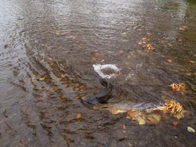 king salmon spawning activity on the Sheboygan River