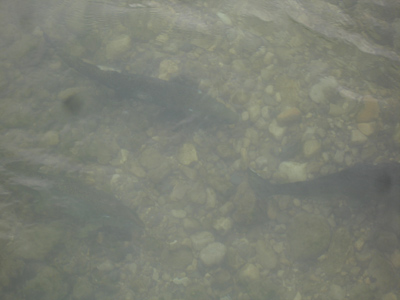 Spawning salmon cruise the shallows of the Port Washington breakwaters.