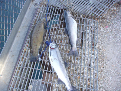 A brown trout adds some autumn color to a pair of coho salmon.