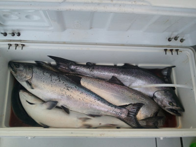 cooler full of salmon